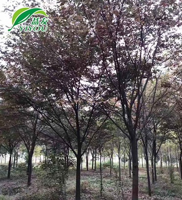 吸塑內(nèi)托